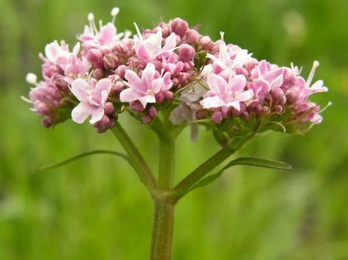 Валерьянка трава. Валериана. (Valeriana officinalis). Валериана лекарственная / Valeriána officinális. Valeriana officinalis растение. Валериана двудомная.