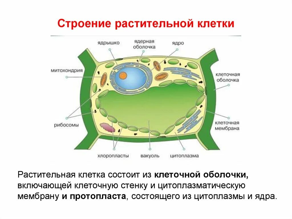 Структура растительной клетки 6 класс. Из чего состоит Живая клетка растения. Органоиды растительной клетки схема. Рисунок мембраны и ее функция растительной клетки. Функции компонентов растительной клетки.