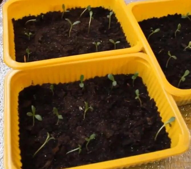 Остеоспермум рассада. Африканская ромашка остеоспермум. Как посеять остеоспермум на рассаду. Африканская ромашка остеоспермум семена. Рассада остеоспермум рассада.