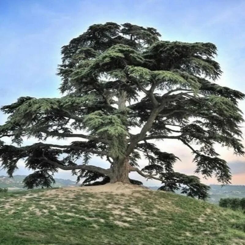 Кедр ливанский Cedrus libani. Дерево Картас кедр. Картас Южный дерево. Кедр Греция.