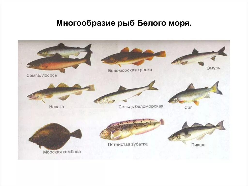 Промысловые рыбы Баренцева моря. Рыба обитающая в белом море. Промысловые рыбы белого моря. Виды рыб в Баренцевом море.