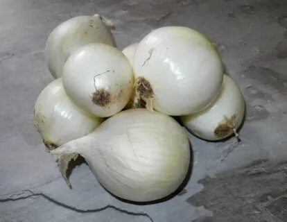 Лук белый орел