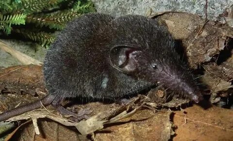 Crocidura gueldenstaedti