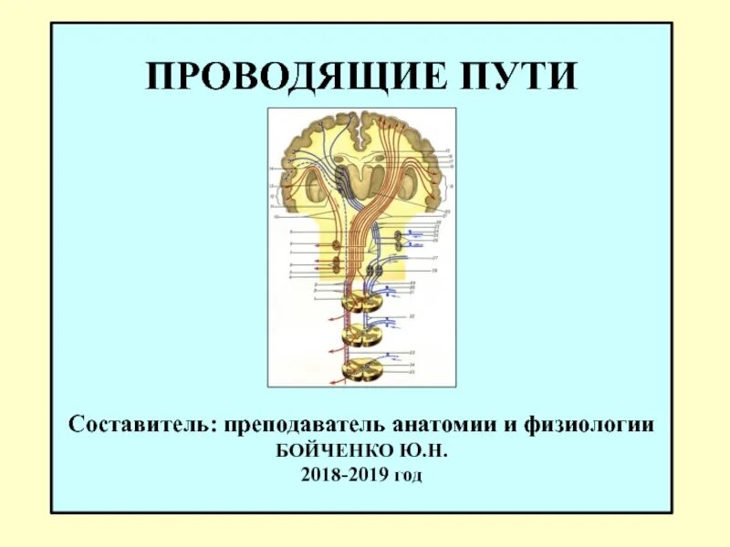 Черепномозговые нервы форму. Нервная система спинной мозг презентация. Преподаватель анатомии и физиологии. Преподаватель анатомии и физиологии. Учитель по анатомии.