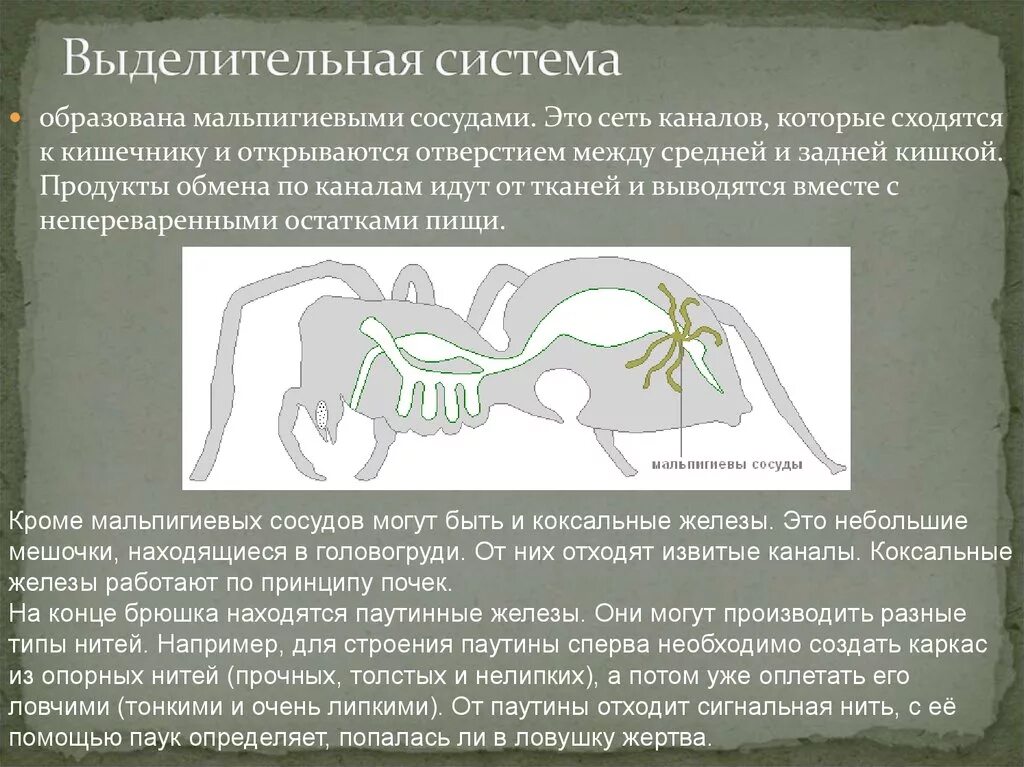 Какой класс имеет мальпигиевы сосуды. Выделительная система мальпигиевы сосуды. Мальпигиевы сосуды насекомых. Выделительная система представлена мальпигиевыми сосудами. Органы выделения мальпигиевы сосуды.