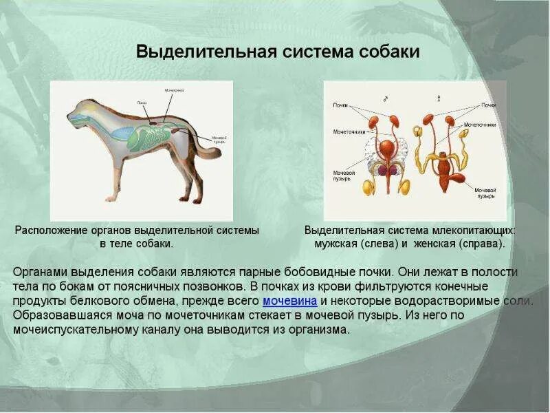 Функции выделительной системы животных. Внутреннее строение млекопитающих. выделительная система млекопитающих. выделительная система животных млекопитающих. схема строения выделительной системы млекопитающих.