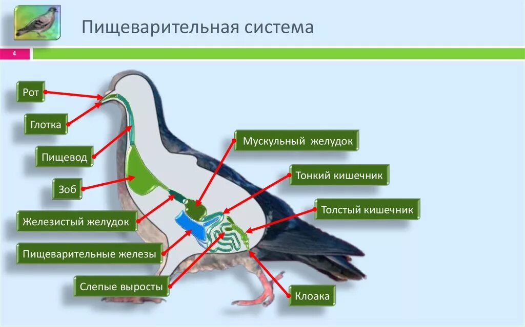 Пищеварительная система класса птиц. Строение пищеварительной системы птиц. Функции пищеварительной системы у птиц. Пищеварительная система птиц 7 класс биология. Пищеварительная система птицы голубь.