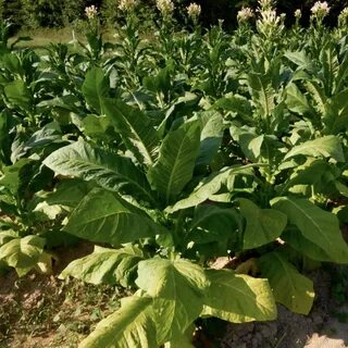 Virginia tobacco