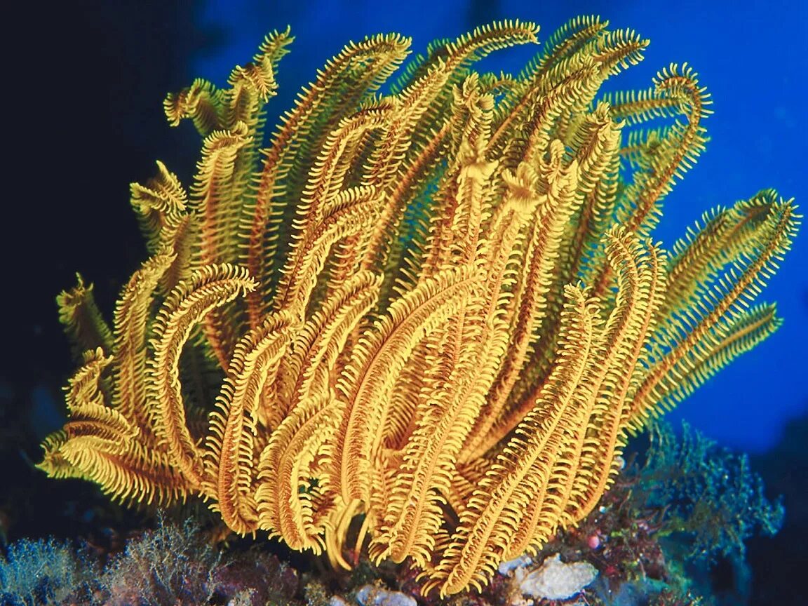 Криноидея морская Лилия. Морская Лилия стебельчатая. Морские лилии Атлантический океан. Подводные растения.