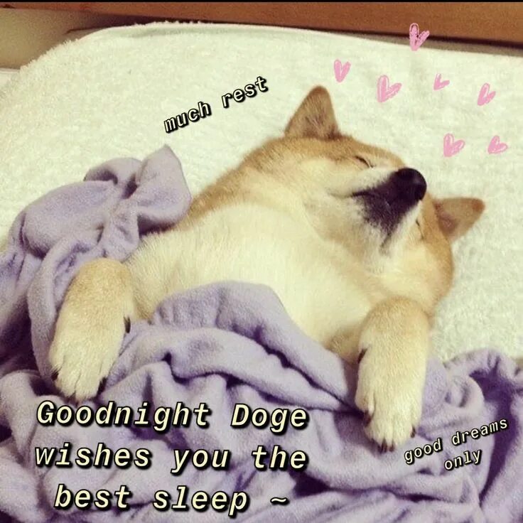 Мем собака доброе утро 101 Good Morning Memes For Him & Her Are Perfect with Coffee Good morning dog, F