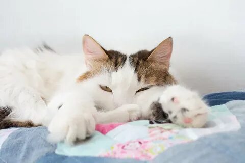 Кошки во сне к чему