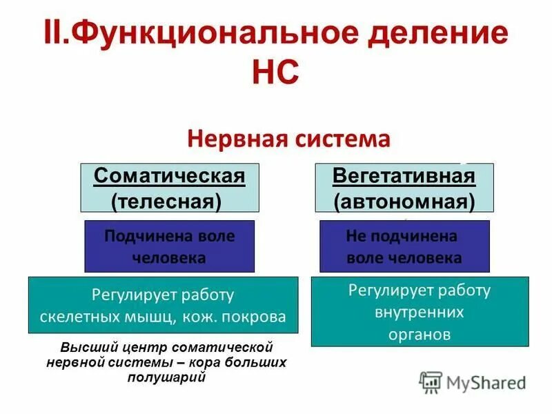 Работа соматической нервной системы подчинена воле человека