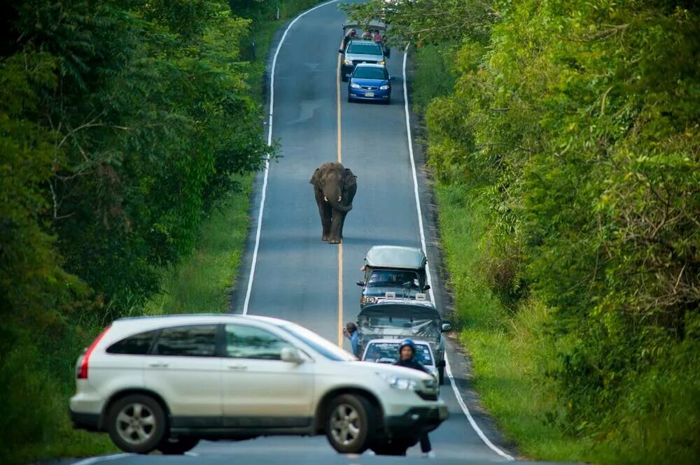 счастливой дороги. извилистые дороги. дорога веселая была. грузовик в цветах. веселая дорога.