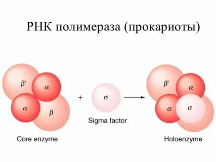 Функции рнк полимеразы
