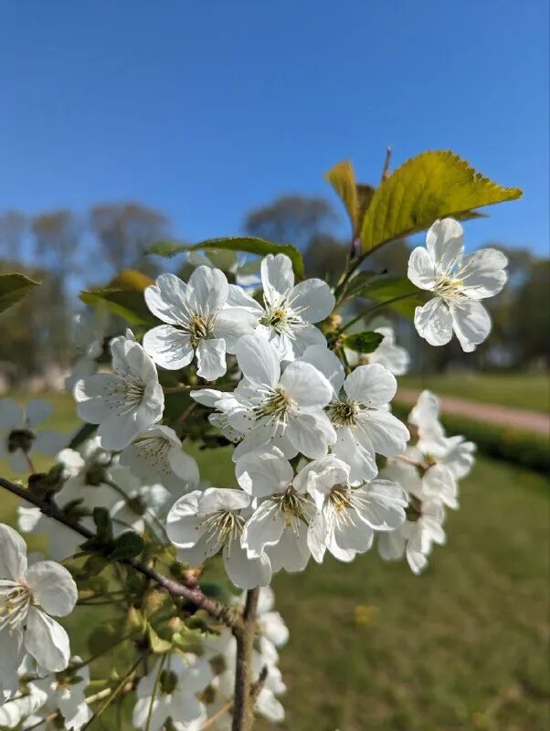 расцвела ароматная груша слушать. расцвела ароматная груша слушать. цветы яблони и цветы груши отличия. груша обыкновенная цветение. грушевый сад цветущий.