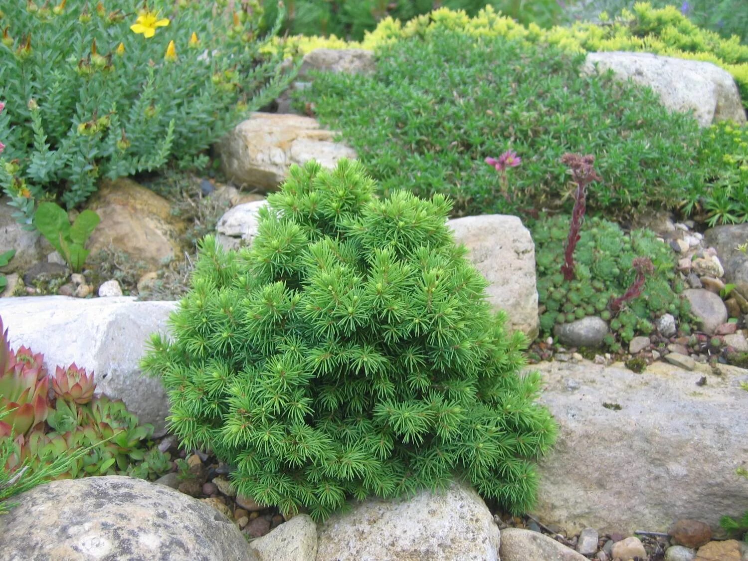 Picea glauca Alberta Globe. Ель канадская Томпа.