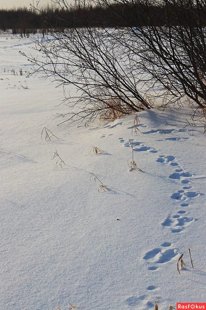 Следы зайца русака. Следы зайца беляка и русака. На снегу виднелись следы зайца. Следы заячьи следы. На снегу виднелись следы зайца.