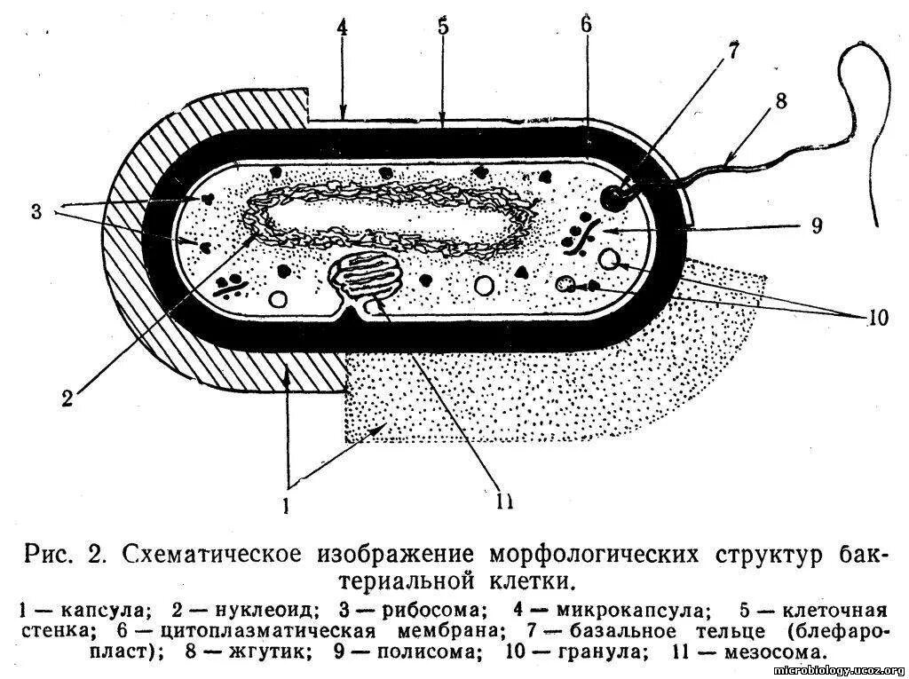 Прокариот схема. Строение прокариотической бактериальной клетки. Схема строенияактериальной клетки. Обобщенная схема строения бактериальной клетки. 1. Строение бактериальной клетки. Микробиология.