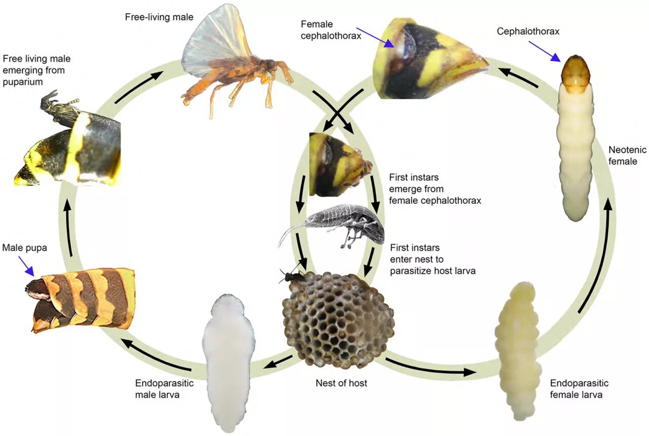 Какое развитие у осы. Wasp life cycle. жизненный цикл пчелы. схема развития осы. цикл развития осы.