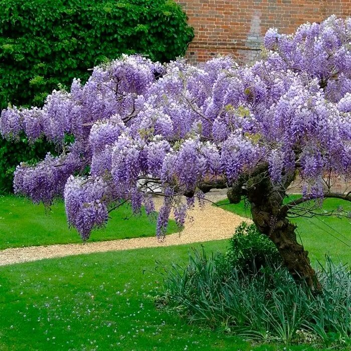 Глициния морозостойкая в подмосковье. Глициния Вистерия Синенсис. Wisteria sinensis Глициния китайская. Глициния китайская Блю сапфир. Глициния макростахия Блю Мун.