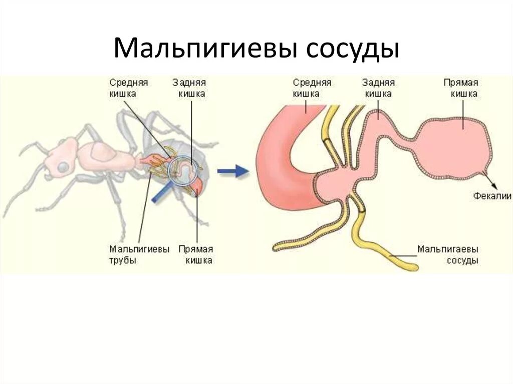 Представители какого класса имеют мальпигиевы сосуды. Выделительная система мальпигиевы сосуды. Мальпигиевы сосуды насекомых строение. Мальпигиевы сосуды у паукообразных. Мальпигиевы сосуды являются органами выделения у.