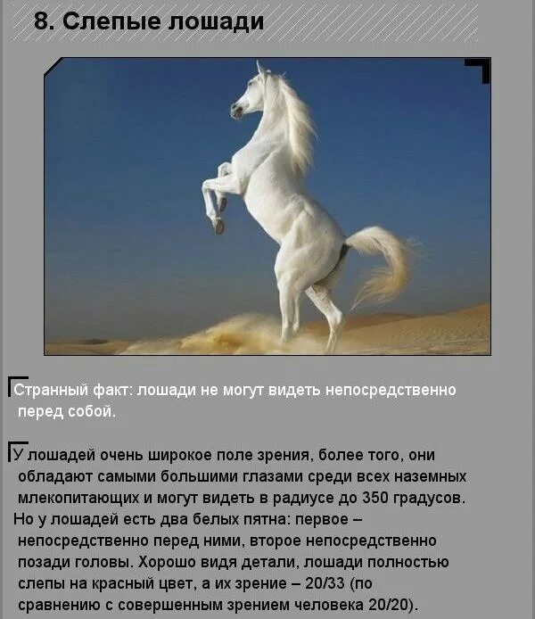 Факты о животных и людей. Интересные факты о животных. удивительные факты. удивительные факты о животных. интересные факты о разных животных.