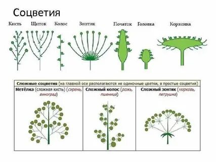 3 соцветия простые и сложные