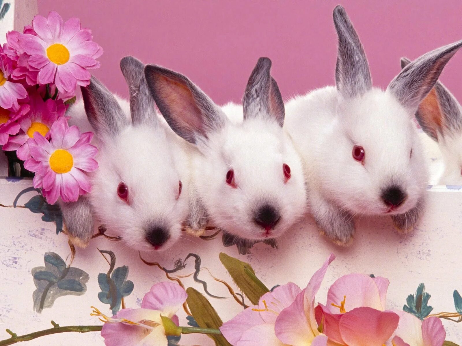 Много зайки. Красивый кролик. Розовый кролик. Красивый зайчик. Заставка на рабочий стол кролик.