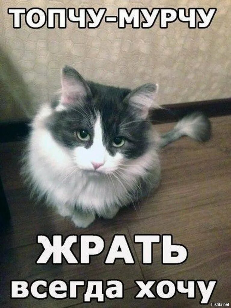 Кот хочет жрать. Хочу жрать. Смешные котики с надписями. Кот хочет есть.