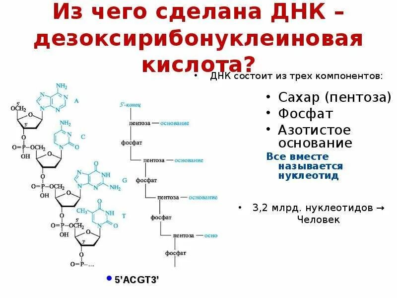 Где сделать генетический. Аминокислоты строение ДНК. Расшифровка молекулы ДНК. Расшифровка структуры ДНК. Структура ДНК человека.