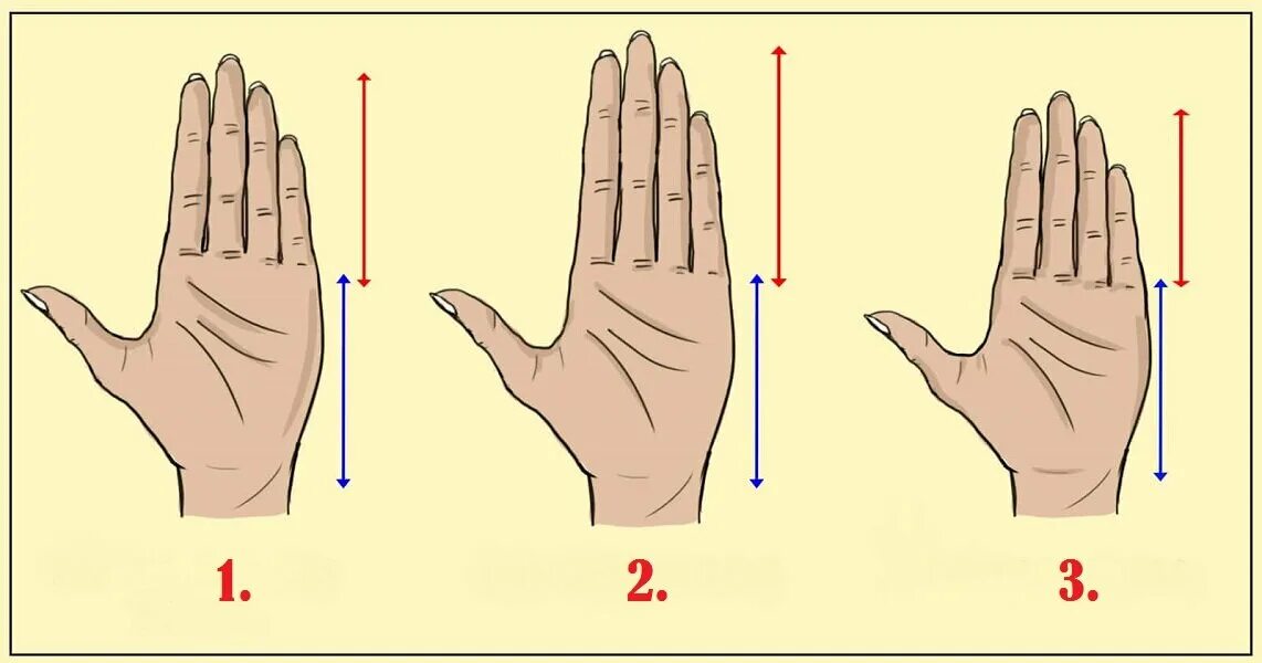 Безымянный палец длиннее мужчины. Соотношение пальцев к ладони. Пропорции пальцев к ладони. Длинные пальцы пропорции. Расположение пальцев на руке.