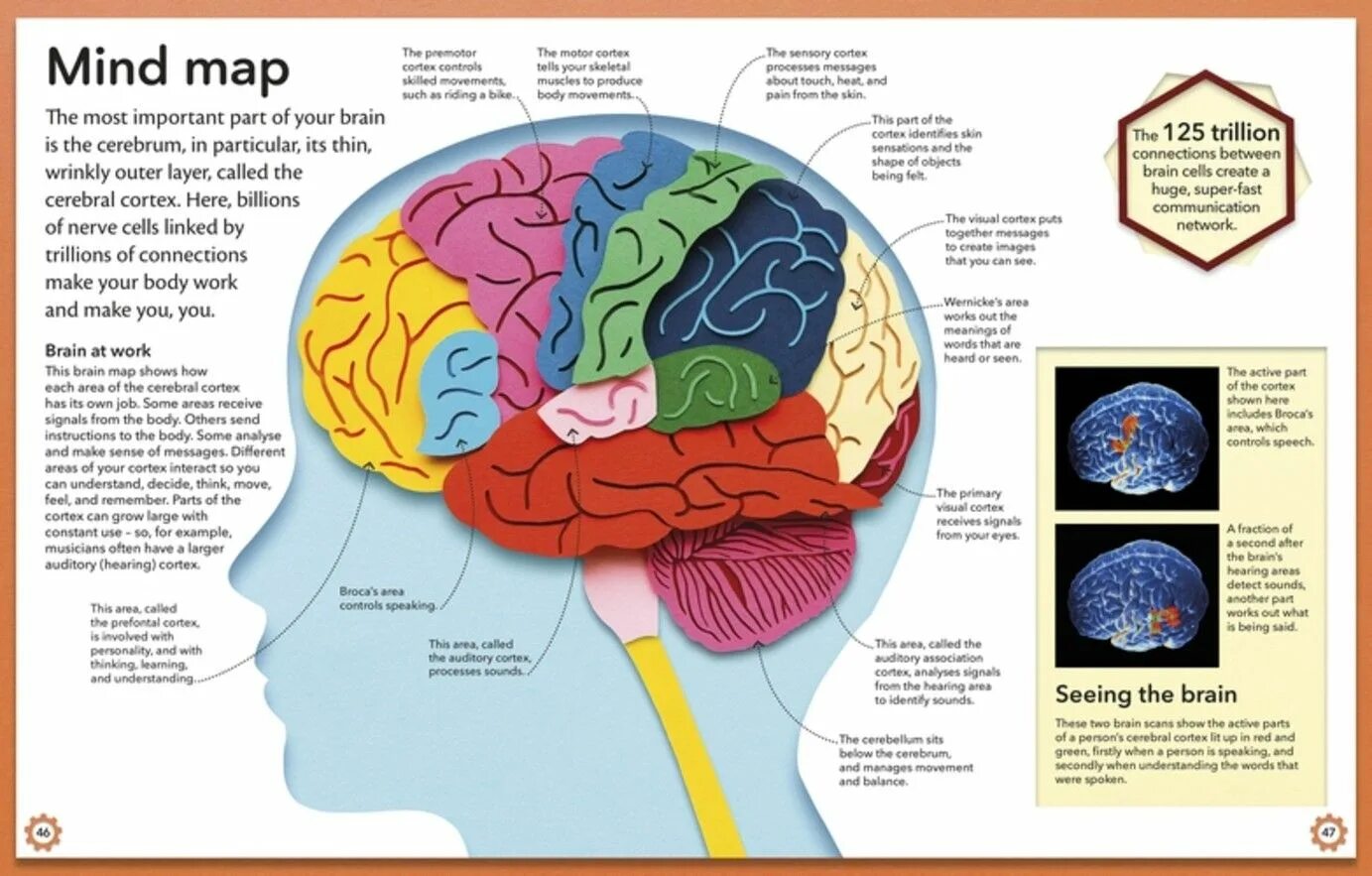 Cortex sound blaue monarchie vol 3. Brain cortex. cerebral cortex of the brain. what is brain. cerebral cortex zones.