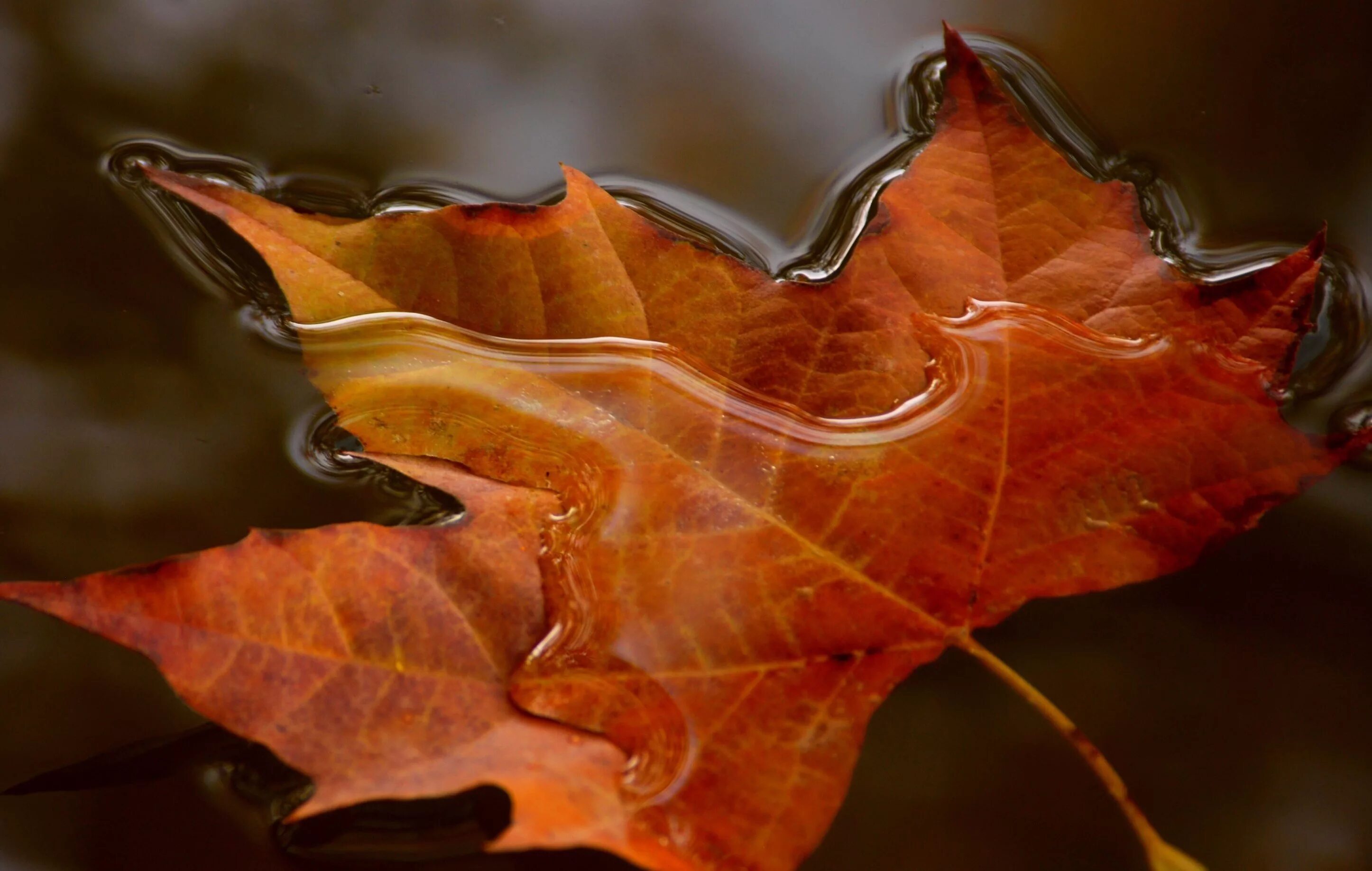 Осенние листья. Осенний кленовый лист. Осень макро. Осенний кленовый лист на воде. Листья в горячей воде