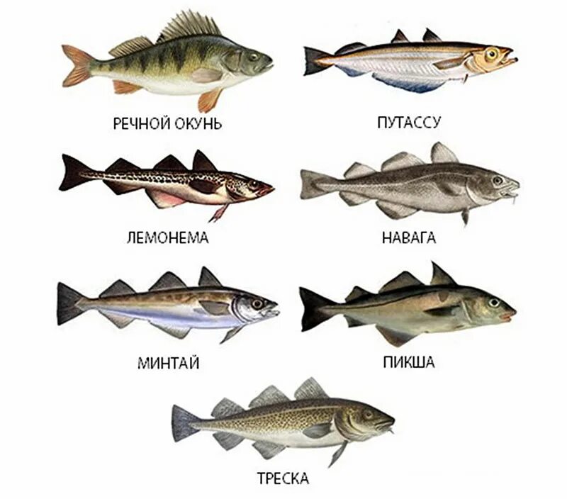 Рыба съедобная. Сорта морской рыбы. Нежирные сорта рыбы. Название рыб. Какую рыбу можно при поджелудочной