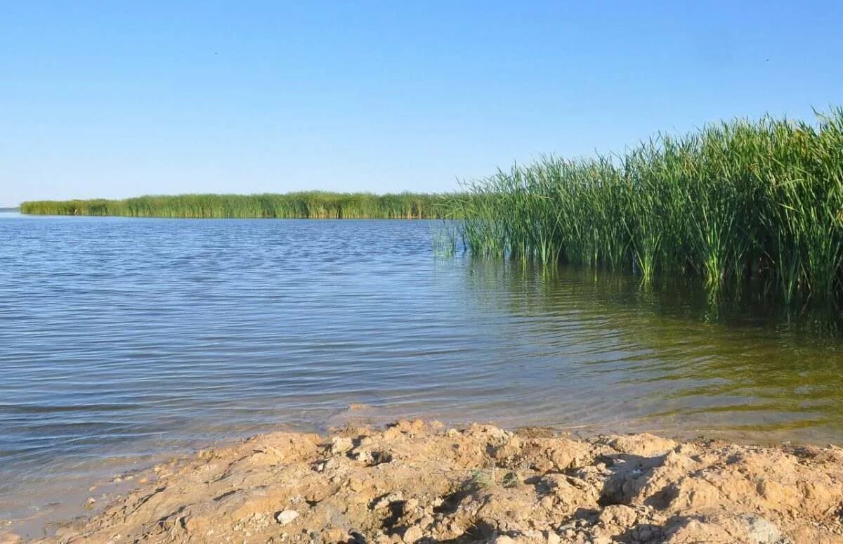 Озеро ильмень рыбалка. Ильмень Астрахань. Астрахань водоемы. Ильмени Астраханской области. Ильмень возле Астрахани.