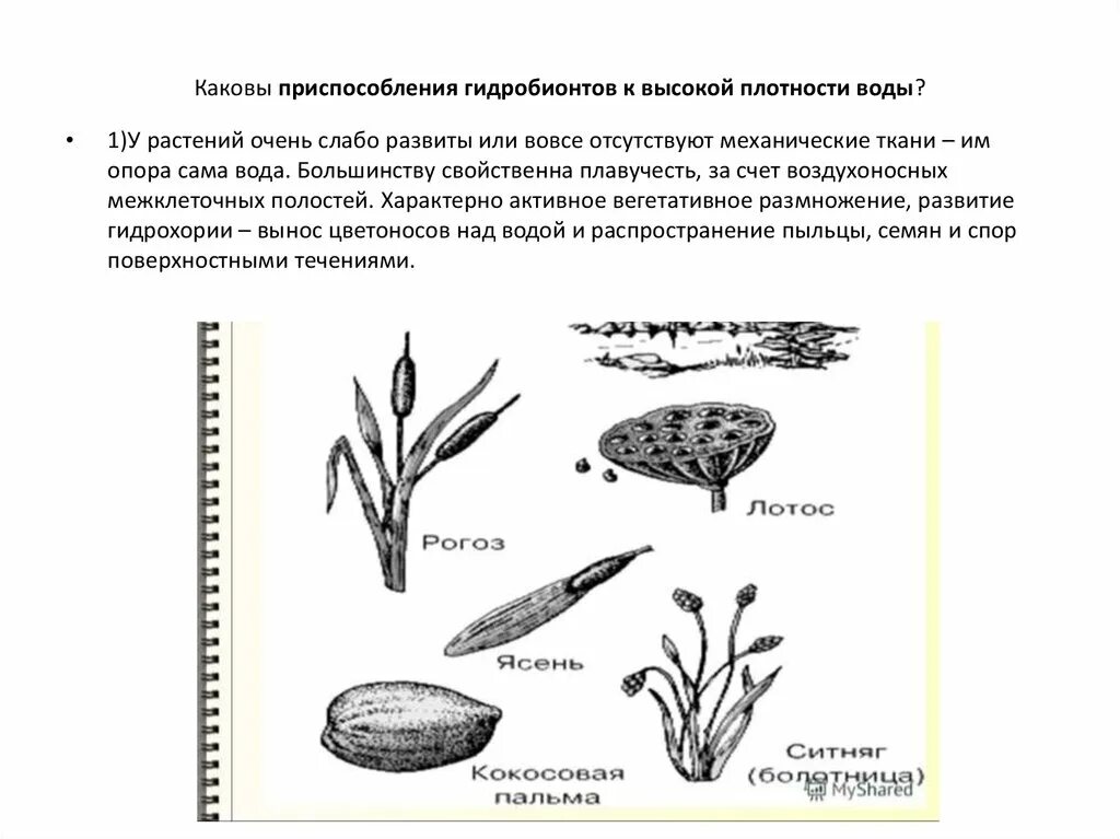 Гидрохория примеры растений. Гидрохория это в биологии. Распространение плодов и семян ветром. Гидрохорные растения. Эндозоохория примеры растений.