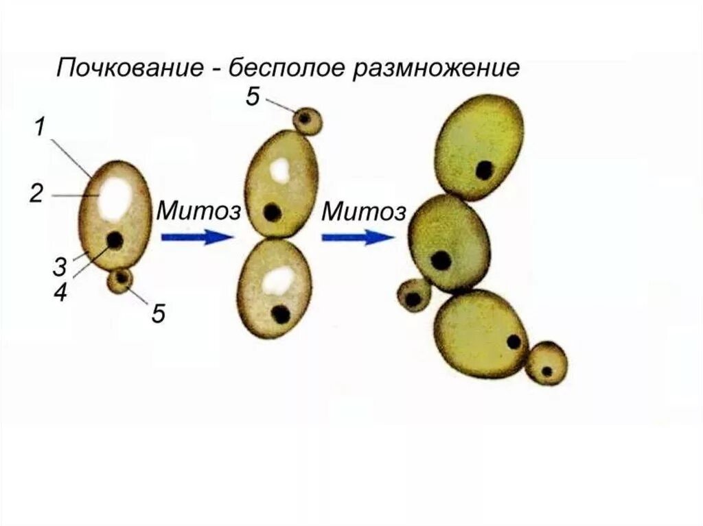 Размножение дрожжей спорами. Строение клеток грибов дрожжей. Схема строения дрожжевой клетки рисунок. Дрожжи грибы строение рисунок. Строение клетки гриба дрожжи.