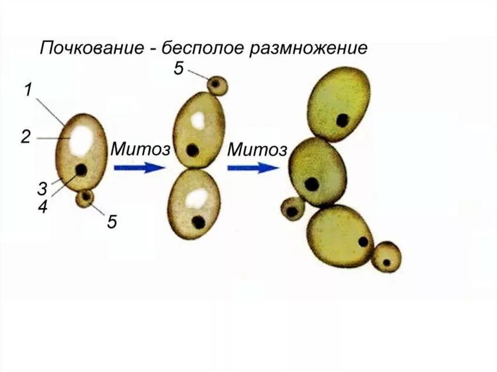Строение клеток грибов дрожжей. Схема строения дрожжевой клетки рисунок. Дрожжи грибы строение рисунок. Строение клетки гриба дрожжи. Дрожжи образование спор