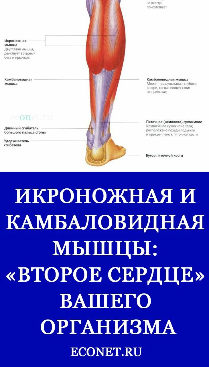 Массажер "второе сердце" nm-55 - нуга бест. Ноги это второе сердце. Ноги это второе сердце. Ноги второе сердце. Ноги это второе сердце.
