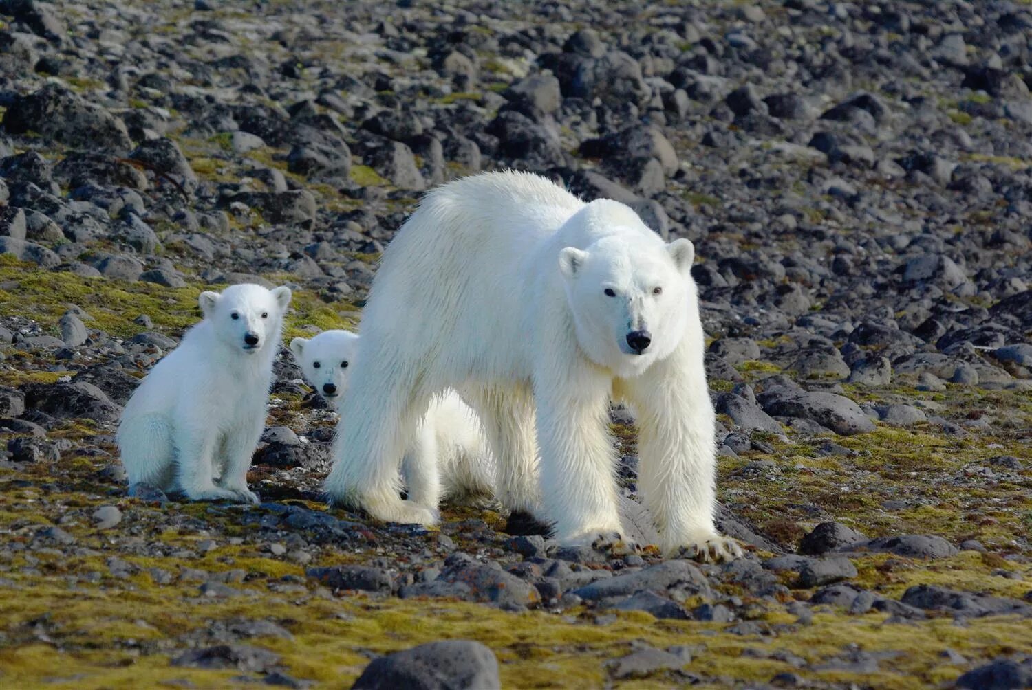 мадагаскар белый медведь. обитает ли белый медведь в тундре. национальный парк русская арктика животные. бурый медведь в тундре. белый медведь обитает в тундре.