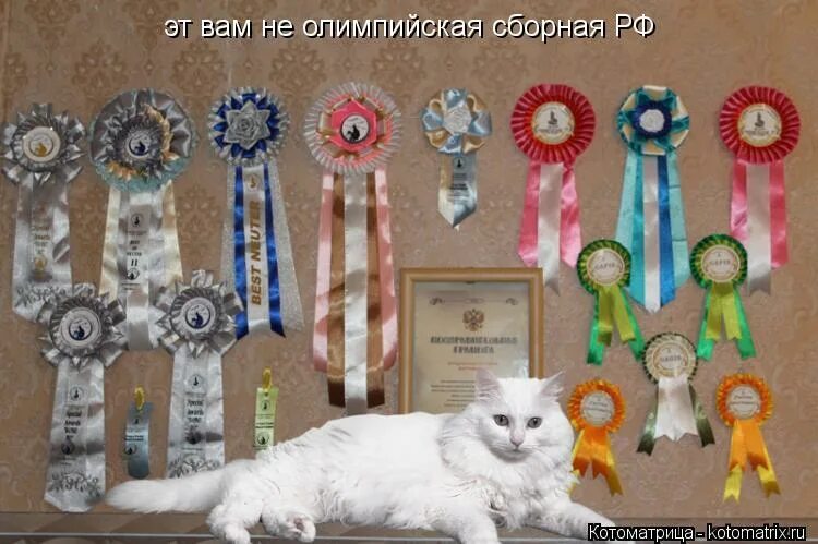 Award для кошек купить. Кошачьи награды. Награды кошек на выставке. Кот с наградой. Награждение кота.