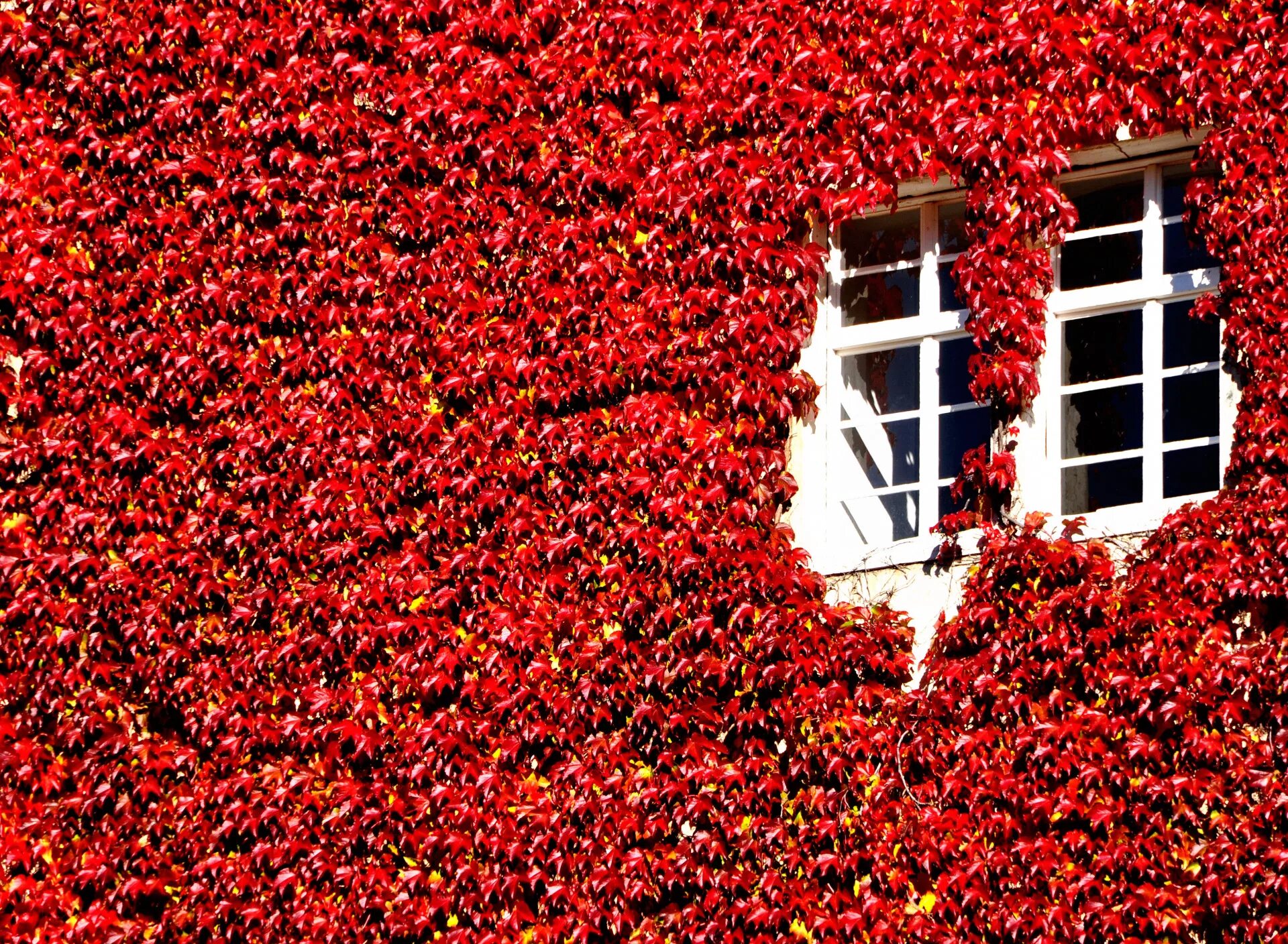 Red window