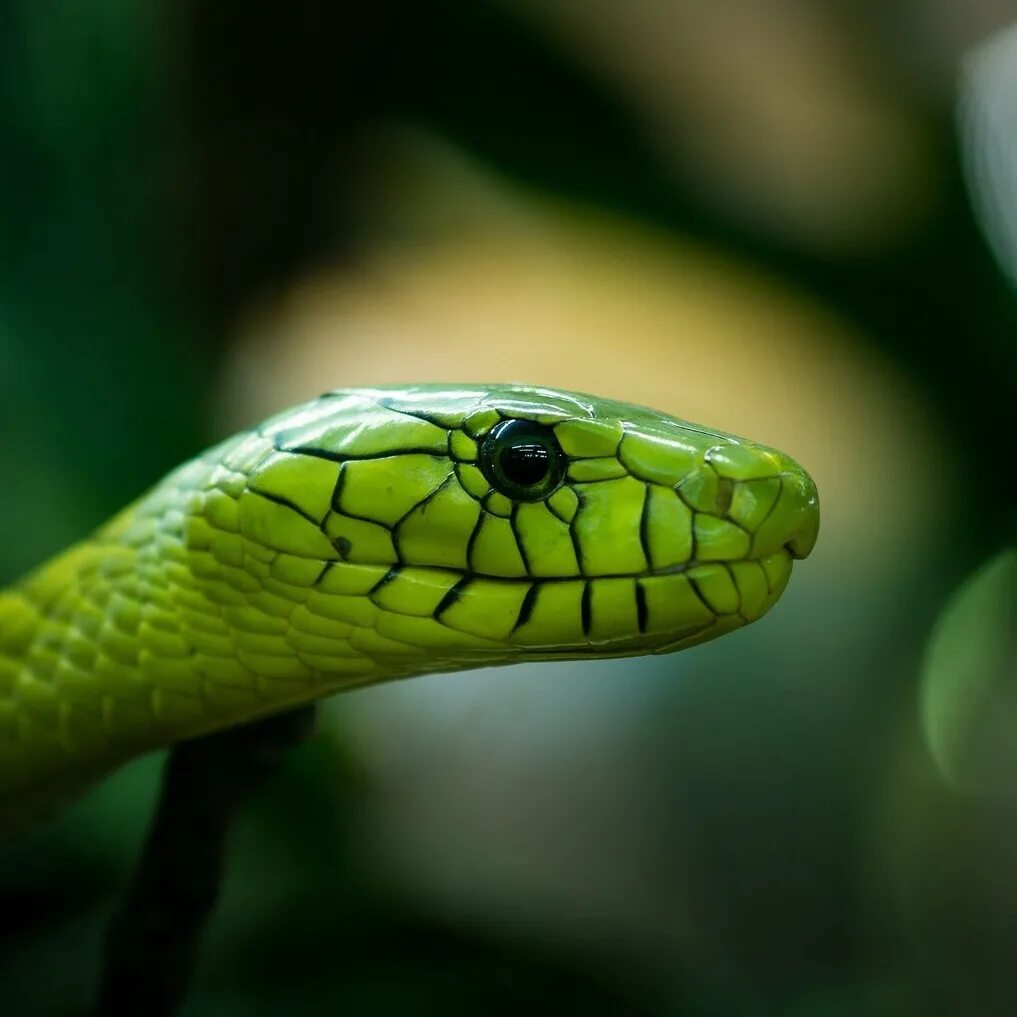 Голова змейки. Зеленая гадюка. Жёлто-зелёный полоз. Зелёная мамба змея. Гадюка желто зеленая.