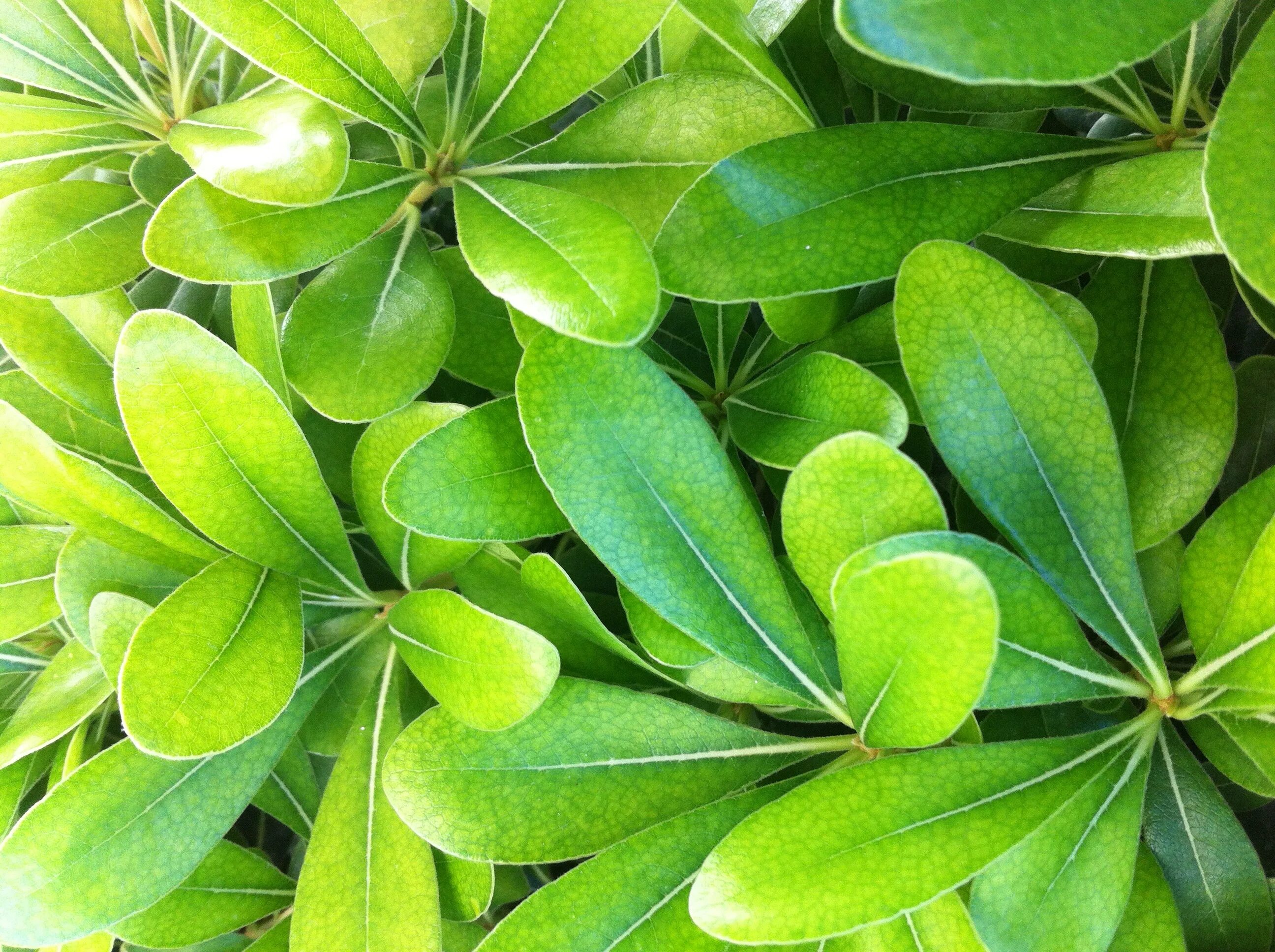 Земля грунт. Плодородная земля. Земля с травой. Корни растений. Vascular plants.