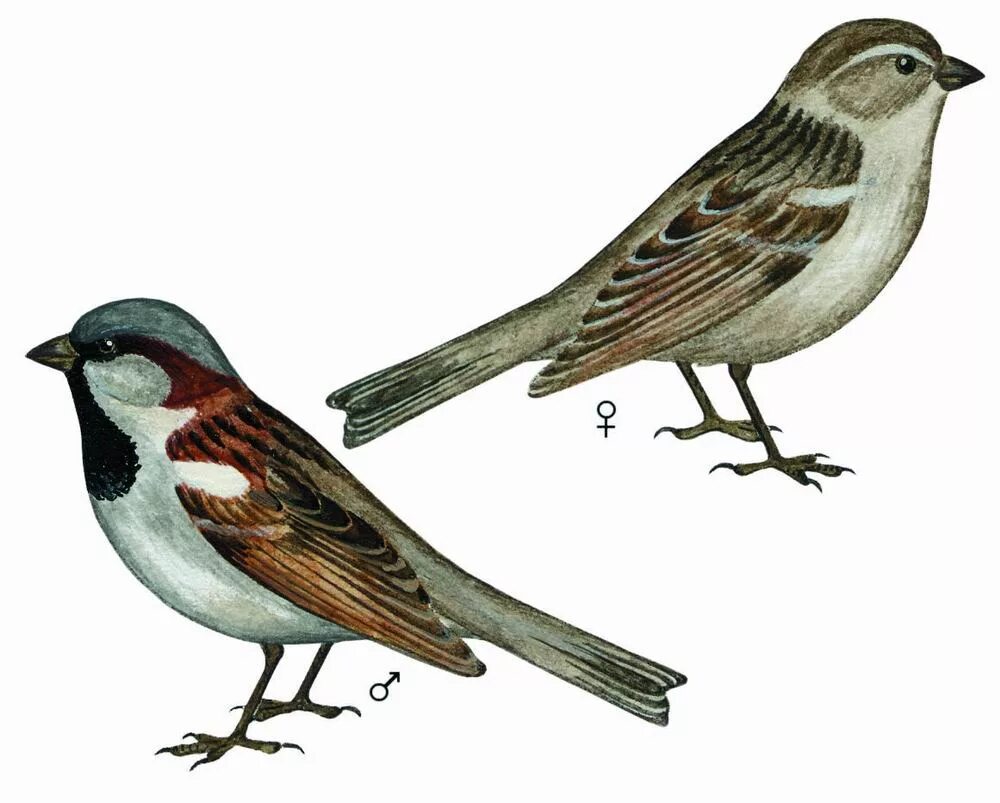 Изображение птиц для детей. Бронзовый воробей геншин вики. Воробей птицы для детей. Птицы на прозрачном фоне. Воробей для детей.