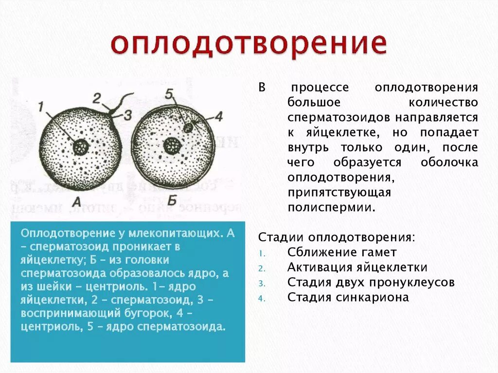 Зиготой называют женскую половую клетку