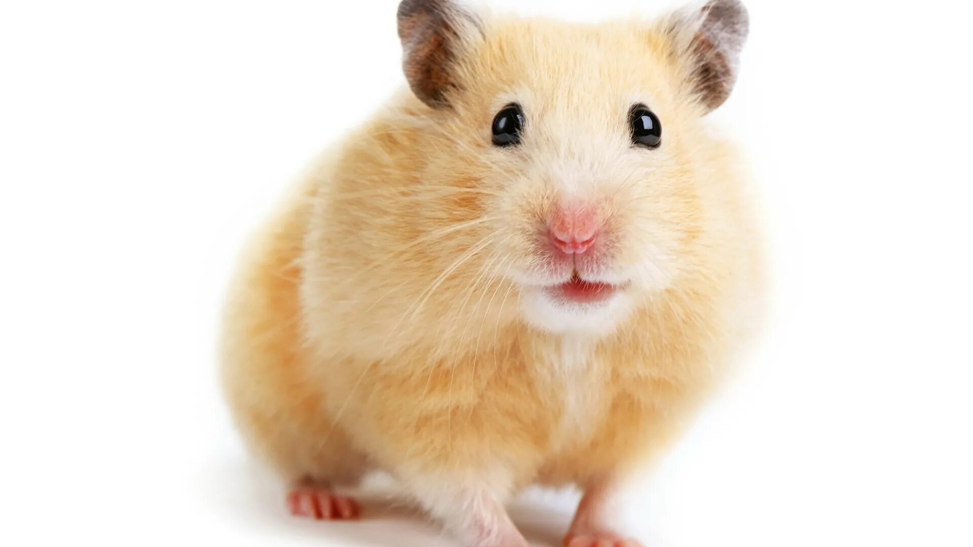 Хомяк на белом фоне. Hamster re. Большой толстый хомяк. Hamster re. Hamster re.