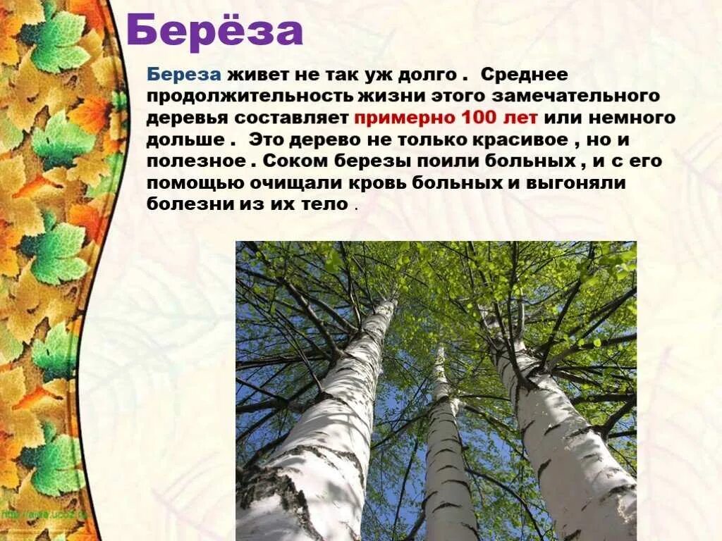 Продолжительность деревьев таблица 1. Сколько живет береза. сколько лет живет береза. берёза продолжительность жизни дерева. сколько леттживëт берëза.