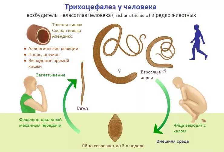 Власоглав человеческий цикл. Власоглав человеческий жизненный цикл. Жизненный цикл власоглава яйцо. Симптомы и жизненный цикл власоглава. Лечить глисты ребенку год
