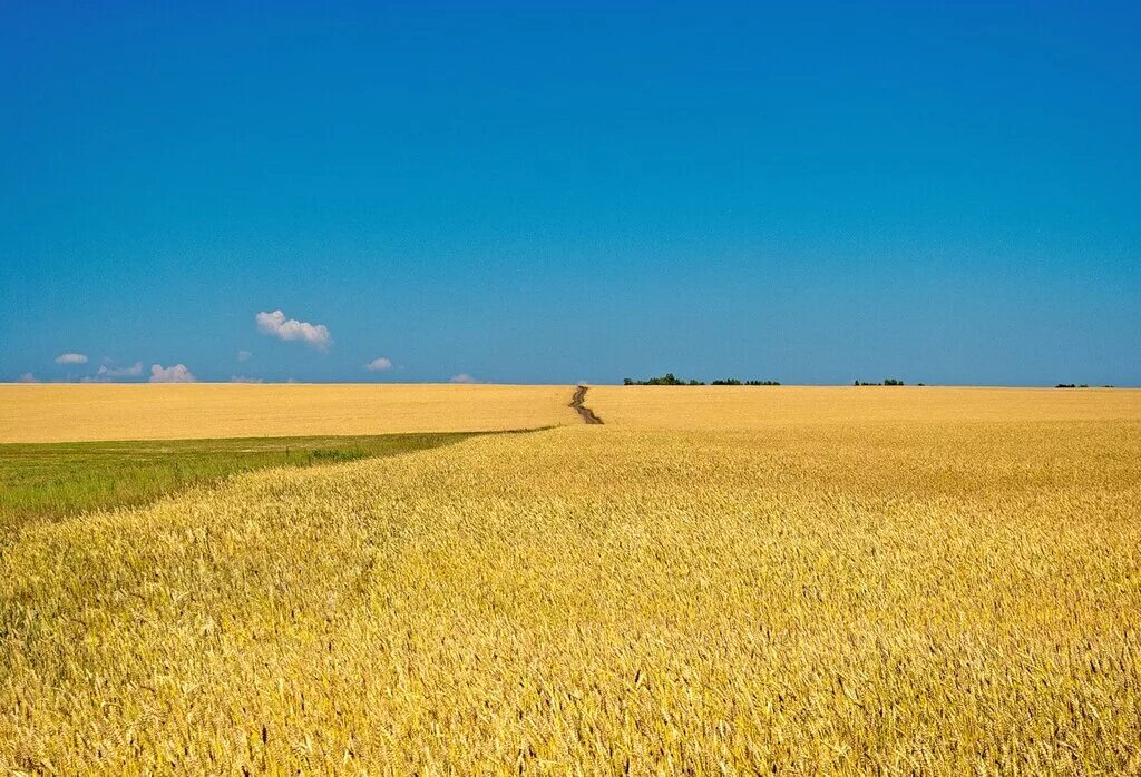 Пшеничное поле украина. Пшеничное поле. Фон украина поле. В поле. Украинские поля в воронках.